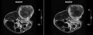 Mouse_subcutaneous_tumour_T2w