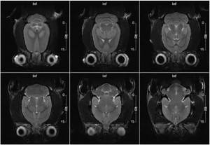 Rat Brain Coronal2 (1)