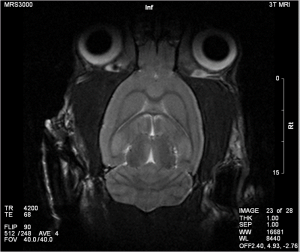 Rat_Brain_Cor_T2_nn